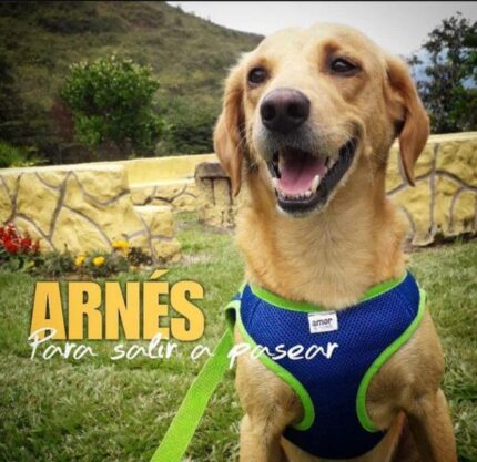 Accesorio Mascota-Arnes y collar Amor